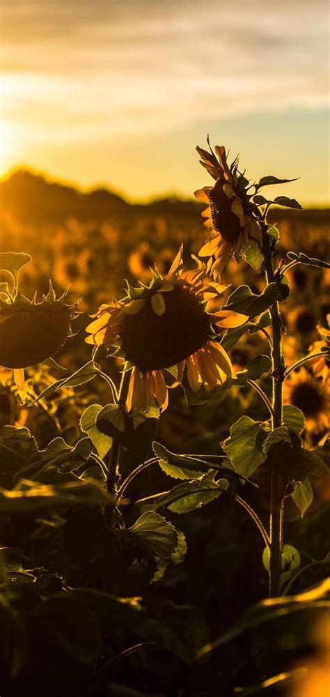 Sunflower Field Sunset Wallpaper Gambar Bunga
