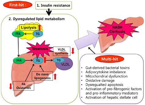 Ijms Free Full Text Obesity And Its Metabolic Complications The