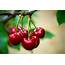 Cherry Fruit Nutrition  Healthfully