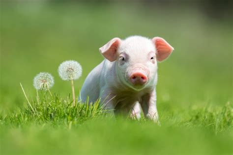 40 Adorable Pig Pictures To Make You Smile Reader S Digest