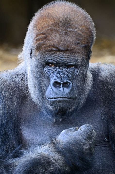 Pin By Vyktorya Toth On Monkies Animals Animals And Pets Gorilla