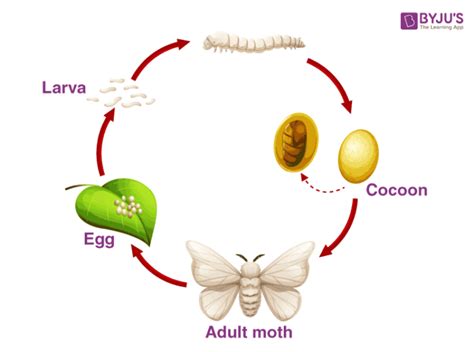 Explain The Life Cycle Of Silk Moth Biology Question