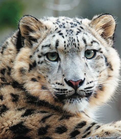 Snow Leopards Closeup Big Cats Snow Leopard Leopards