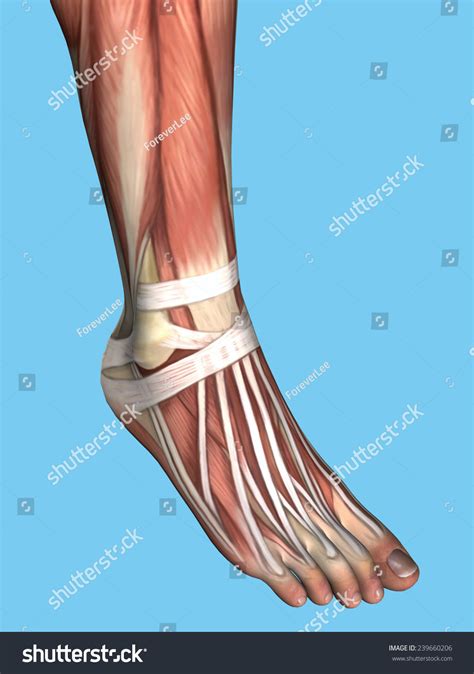Dorsal Foot Tendon Anatomy