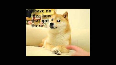 The Real Doge Dog Youtube