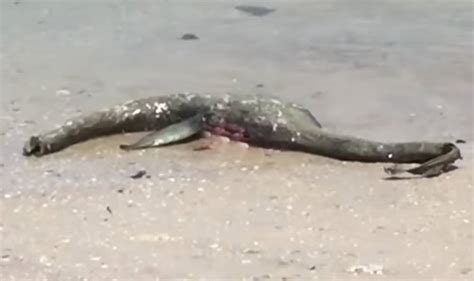 Mystery Monster Washed Up On A Beach Wordlesstech