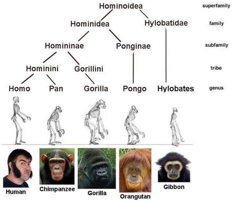 Can The Hypothesis That Humans Evolved From Apes Stand Up