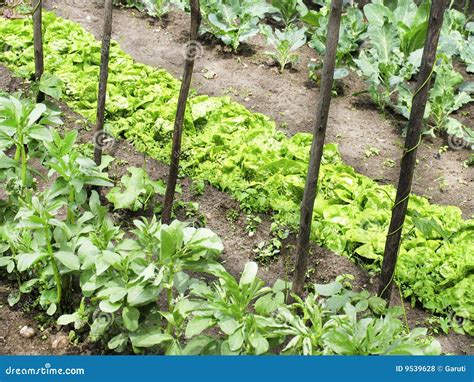 Vegetable Garden Stock Photo Image Of Agriculture Produce 9539628