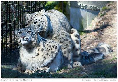 Snow Mating Leopards Leopard Animals Animal Reply