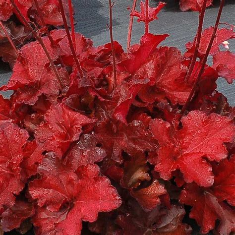 Heuchera Forever® Redheuchera Red In 2020 Heuchera Red Plants