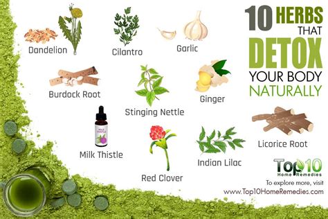 10 Herbs That Detox Your Body Naturally Top 10 Home Remedies