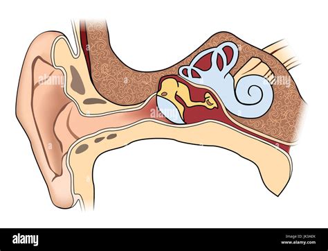 Anatomy Of External Ear Stock Photos And Anatomy Of External Ear Stock