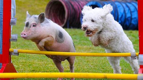 Dog And Pig Are Inseparable Best Friends Funny Babies And Pets Cute
