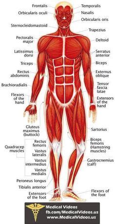 Muscles german names chart muscular male body. diagram of the human body internal organs | Nursing ...
