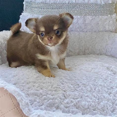 15 Adorable Pictures Of Chihuahua Puppies That Will Melt Your Heart