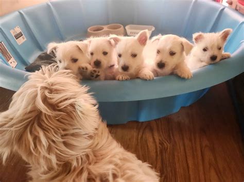 Vast Roots Ranch - West Highland White Terrier Puppies for Sale in