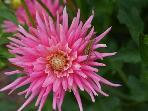 Deze prachtige dahlia park princess maakt uw tuin compleet. Dahlia 'Park Princess' 2014 | "Dahlia 'Park Princess' 2014 ...