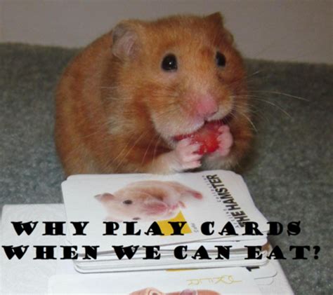 Post Your Hamster Memes Hamster Hideout Cafe Hamster