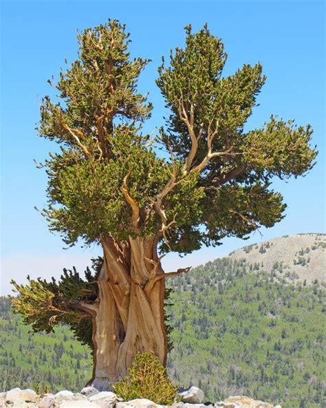 Worlds Oldest Tree Species Resistant To Mountain Pine Beetle Yubanet