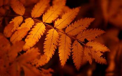Autumn Orange Leaves Nature Wallpapers Leaf Brown