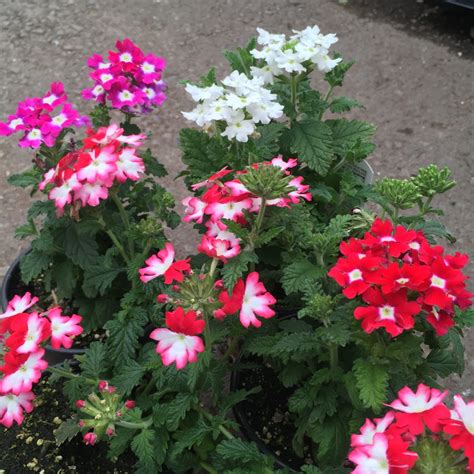 Verbena 4″ Flowering Annuals Sun › Anything Grows