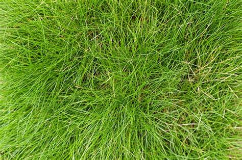 What Is Chewing Fescue Grass