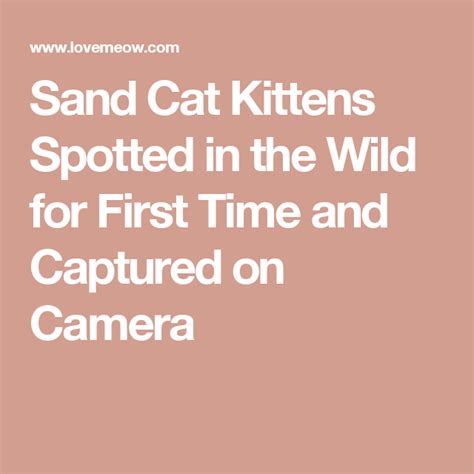 Sand Cat Kittens Spotted In The Wild For First Time And Captured On