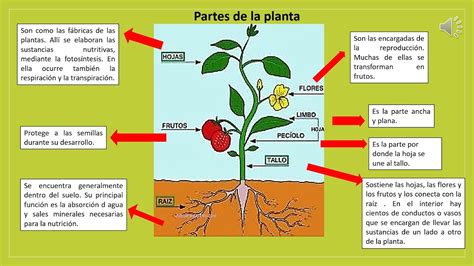 Qu Sustancias Necesitan Las Plantas Para Crecer Tienda Online De Maceteros Y Macetas