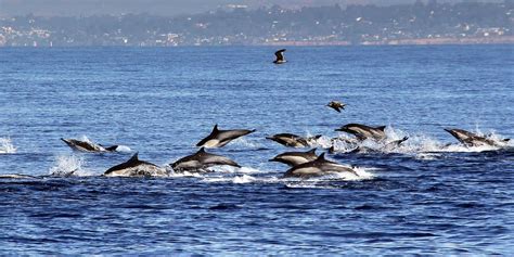 Watch Hundreds Of Dolphins Stampede Off California Coast In