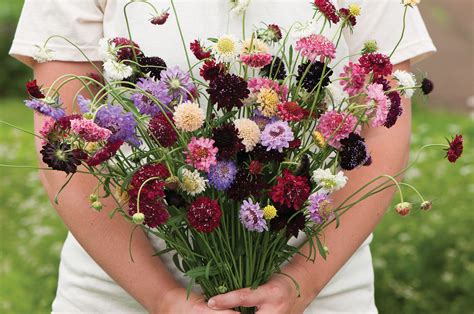 Scabiosa Atropurpurea Pincushion Mix