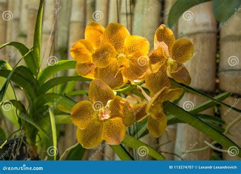 Beautiful Yellow Dull Orchid Flowers In The Tropical Garden Stock Image Image Of Glasshouse