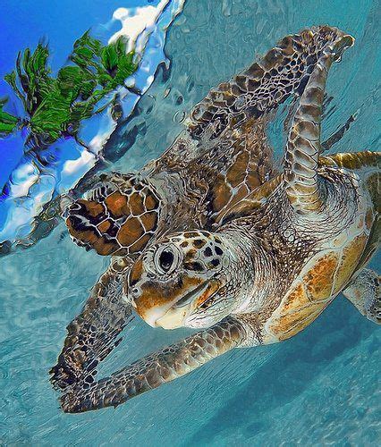 Tropical Sea Turtles Under The Water Under The Sea Ocean Turtle