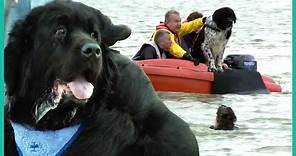 How Newfoundland Rescue Dogs Are Trained To Save Lives
