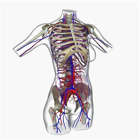 Female Torso Anatomy Diagram Human Body Model Anatomy Female Torso