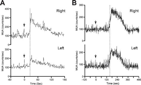 Figure 2 From Electrophysiological And Morphological Evidence For