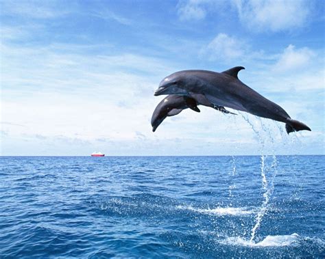 Dolphins Jumping Out Of Water Picture Hd Wallpaper