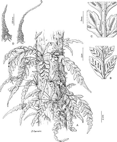A New Brazilian Species Of The Genus Asplenium L Aspleniaceae