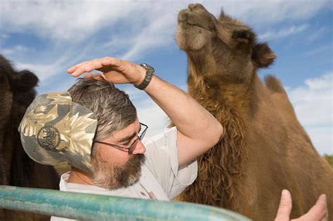 Caption This Camel Knocking Off Mans Hat