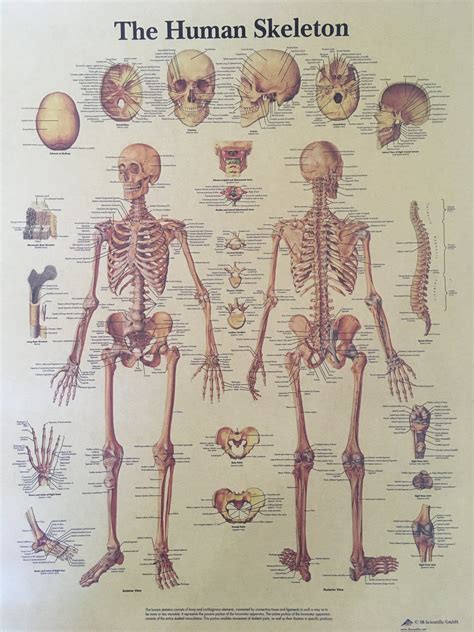 Vintage Human Skeleton Poster Anatomy Skeletal System Etsy
