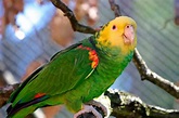 Yellow-headed Parrot (Amazona oratrix) - Exotic birds