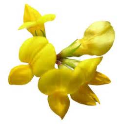 Genestra Flower Yellow Best Flower Site