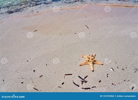 Starfish On A Sandy Beach Stock Image Image Of Animal 151074965