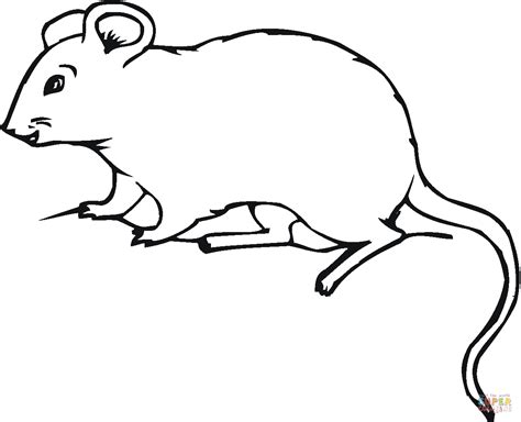Rat 17 coloring page | Free Printable Coloring Pages