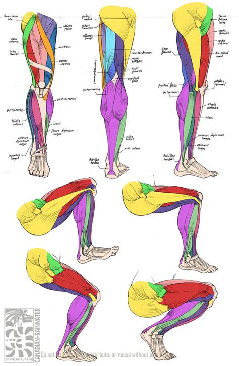 Anatomy Leg Muscles By Quarter Virus On Deviantart