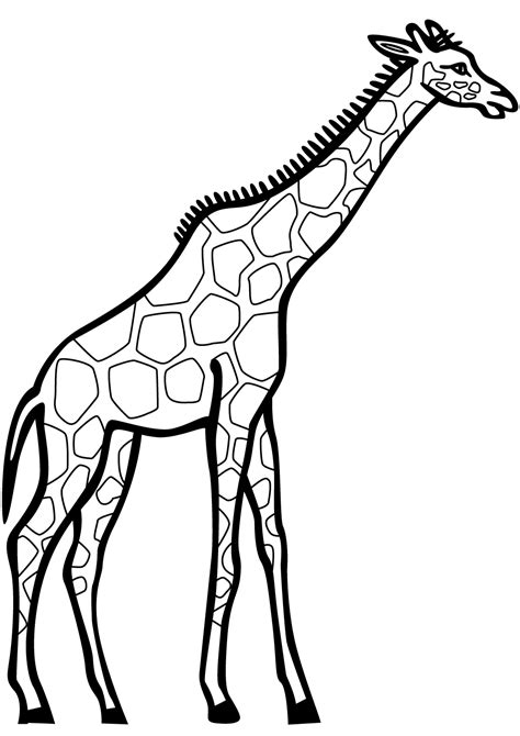 20 Desenhos De Girafas Para Colorir E Imprimir Online Cursos Gratuitos