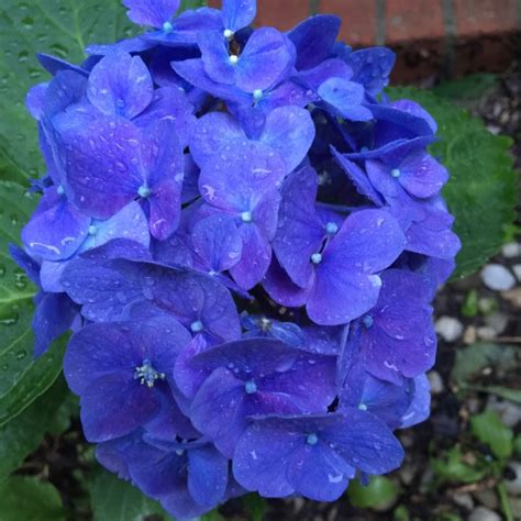 Hydrangeas True Blue Flowers Gagas Garden