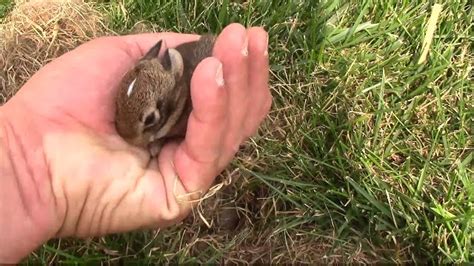 Wild Baby Rabbits In The Yard At The Office Youtube