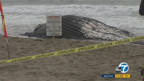 Dead Humpback Whale Washes Ashore At Dockweiler State Beach Abc7 Los