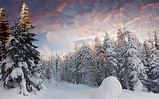 Winter Snow Forest Wallpapers - Wallpaper Cave
