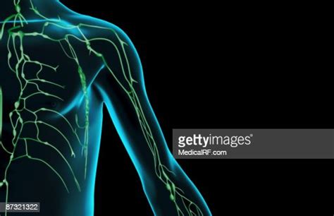 The Lymph Supply Of The Shoulder And Upper Arm Stock Illustration